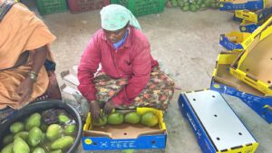 Telangana’s Women-Led Rural Revolution Reaches Global Markets Through Mango Exports
